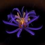 gaussian_blur flower gaussian_blur flower