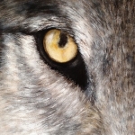 Wolf Wolf