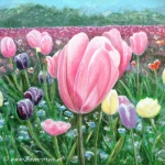 Uit je bol - Tulpen Uit je bol - Tulpen