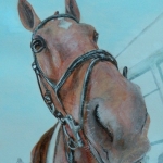 Salvatore -Paard Salvatore -Paard