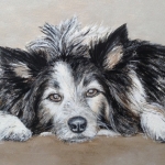 Border Collie Border Collie