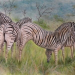 Zebra's in Zuid Afrika Zebra's in Zuid Afrika