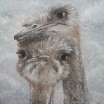 Struisvogels Struisvogels