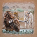 Schotse Hooglander Schotse Hooglander