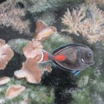 Aquarium Aquarium
