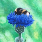 Bumblebee Bumblebee