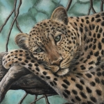Luipaard - Wildlife Luipaard - Wildlife