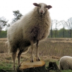 Vledder, Nederland Vledder, Nederland