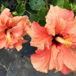 Lanzarote 3, Spanje Lanzarote 3, Spanje