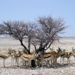 Etosha park, Namibie Etosha park, Namibie