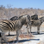 Etoshapark, Namibie Etoshapark, Namibie