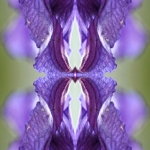 Purple Purple