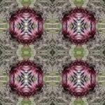 Distel Distel