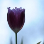 Tulp 1 Tulp 1