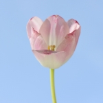 Tulp 2 Tulp 2