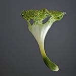 Lantaarnplantje Lantaarnplantje