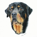 Castor Castor