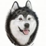 Malamute Malamute