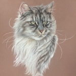 Mainecoon Mainecoon
