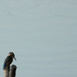IJsvogel IJsvogel