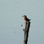 Vogels Vogels