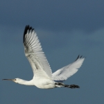 Vogels Vogels