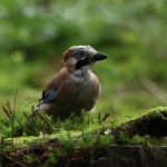 Vogels Vogels