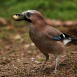Vogels Vogels