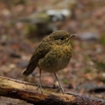 Vogels Vogels