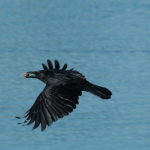 Vogels Vogels