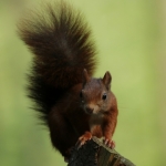 De Veluwe De Veluwe