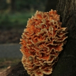 De Veluwe De Veluwe