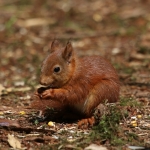 De Veluwe De Veluwe