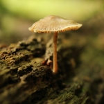 De Veluwe De Veluwe