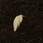 Vogels Vogels