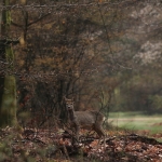 De Veluwe De Veluwe