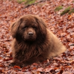 Honden Honden