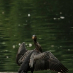 Vogels Vogels