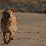 Honden Honden