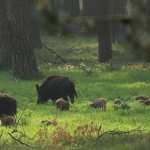 De Veluwe De Veluwe