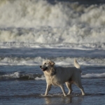 Honden Honden