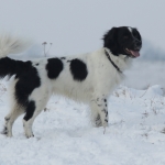 Honden Honden
