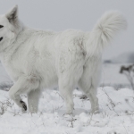 Honden Honden