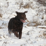 Honden Honden