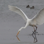 Vogels Vogels
