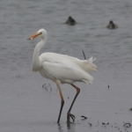 Vogels Vogels