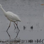 Vogels Vogels