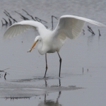 Vogels Vogels