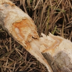 Natuur Natuur