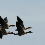 Vogels Vogels